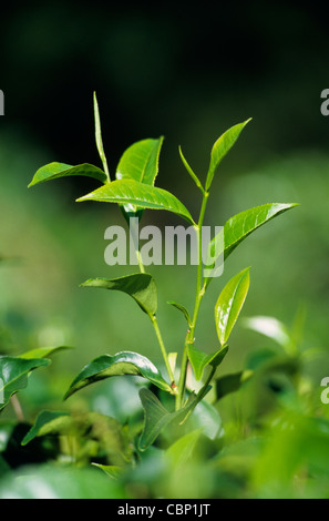 Pianta del tè (Camellia sinensis), che circonda di Kandy, Sri Lanka Foto Stock