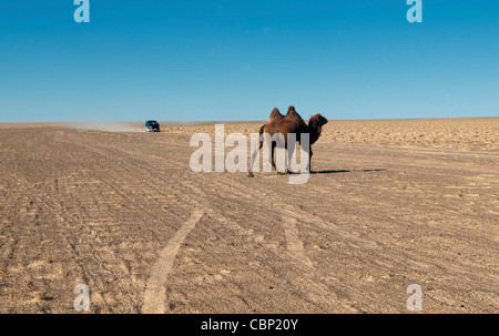 Twin humped Bactrian cammello nel deserto del Gobi della Mongolia Foto Stock