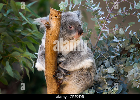 Un Koala (Phascolarctos cinereus) un erbivoro arboree marsupiale nativo per l'Australia. Foto Stock