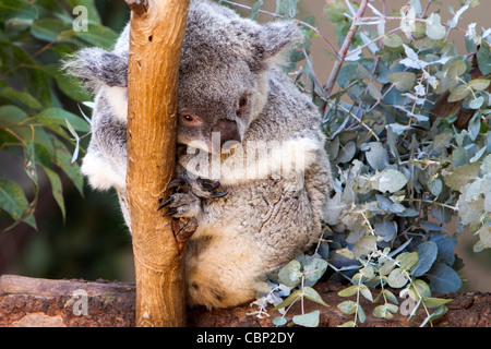 Un Koala (Phascolarctos cinereus) un erbivoro arboree marsupiale nativo per l'Australia. Foto Stock