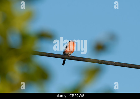 Bullfinch maschio 'Pyrrhula Pyrrh' appollaiato su albero Foto Stock