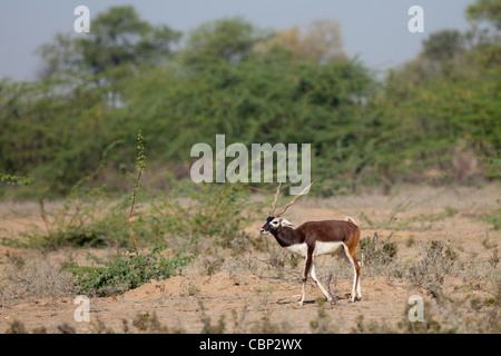 Blackbuck maschio di antilope, Antilope cervicapra, nei pressi di Rohet nel Rajasthan, a nord-ovest dell'India Foto Stock