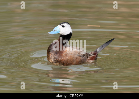 Bianco-guidato duck nuoto nel lago Foto Stock