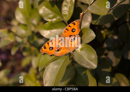 India, Bihar, Bodhgaya,, Peacock Pansy butterfly, preciso almana appoggiata nella luce del sole sulla boccola Foto Stock