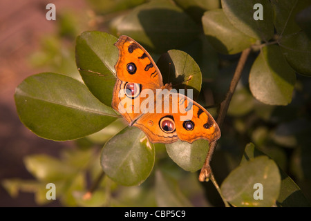 India, Bihar, Bodhgaya,, Peacock Pansy butterfly, preciso almana appoggiata nella luce del sole sulla boccola Foto Stock