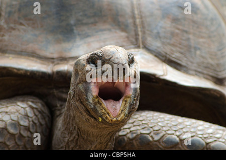 Tartaruga gigante di Aldabra sull'isola prigione, Arcipelago di Zanzibar, Tanzania Foto Stock