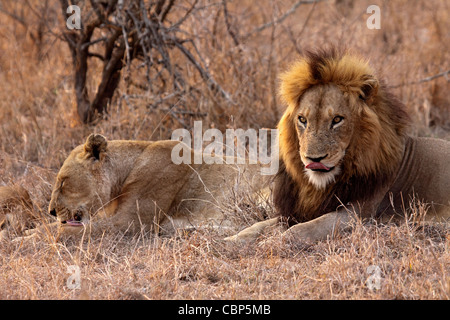 Lion maschio e femmina leccare Foto Stock