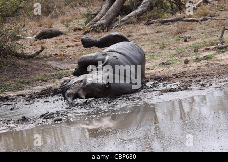 Rinoceronte bianco in Sud Africa Foto Stock