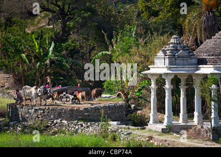 Contadino con buoi sulla ruota di acqua per attingere acqua dal pozzo per irrigazione a Samad nel distretto di pali del Rajasthan, stato dell India occidentale Foto Stock