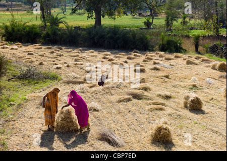 Femmina lavoratori agricoli a Jaswant Garh nel Rajasthan, stato dell India occidentale Foto Stock