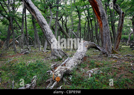 Sud della foresta di faggio al parco nazionale Los Glaciares, El Calafate area, Santa Cruz provincia. La Patagonia. Argentina. Foto Stock