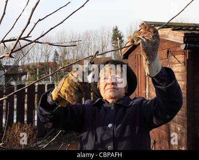 Donna matura la potatura di un albero di mele in un riparto al tempo d'inverno. Foto Stock