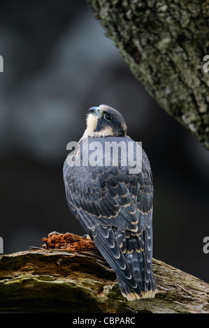Il novellame di falco pellegrino, Falco peregrinus, cade di Clyde, Lanarkshire, Scozia Foto Stock