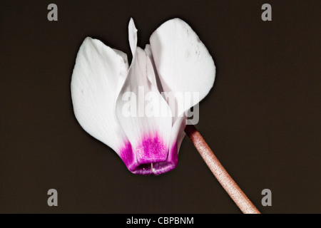 Close up di ciclamino fiore (hederifolium neapolitanum) Foto Stock