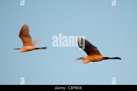 Africa, Botswana, Okavango Delta-Great garzette volare al tramonto Foto Stock