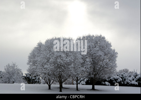 Crabapple alberi coperti con la prima neve della stagione Foto Stock