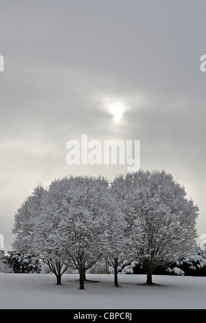 Crabapple alberi coperti con la prima neve della stagione Foto Stock