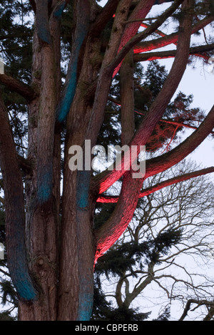 Stranamente illuminate di alberi di Natale incantato a Westonbirt Arboretum Foto Stock