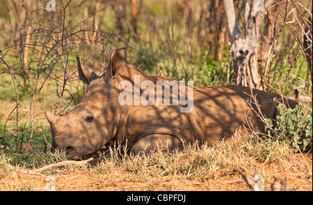 Rinoceronte bianco (Ceratotherium simum) a poggia di polpaccio di rinoceronte. Una specie in pericolo nella Madikwe Game Reserve, Sudafrica Foto Stock