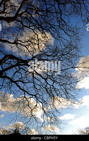 Queens Park in inverno sole Brighton Regno Unito Foto Stock