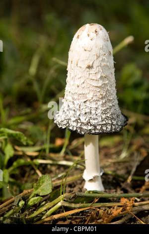 Shaggy copertura di inchiostro fungo Coprinus comatus Foto Stock
