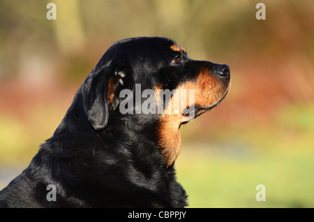 Rottweiler cane in un campo in una giornata di sole Foto Stock