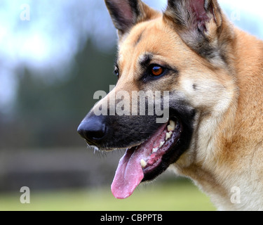 Colpo di Testa di pastore tedesco, alsaziano Foto Stock