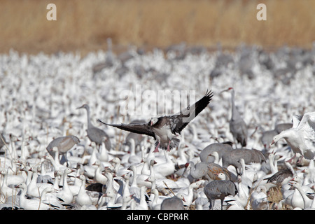 Blue morph snow goose venuta in terra al di sopra di uno stormo di oche delle nevi e sandhill gru Foto Stock