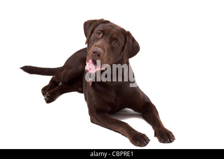 Il cioccolato labrador retriever cucciolo isolato su sfondo bianco Foto Stock