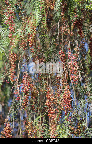 Fresco di pepe rosso con foglie verdi sulla struttura ad albero Foto Stock