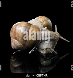 Studio fotografico di due Grapevine lumache su ogni altra in nero riflettente sul retro Foto Stock