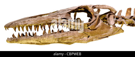 Rettile marino, Mosasaurus Cretaceo, oceani, Belgio Foto Stock