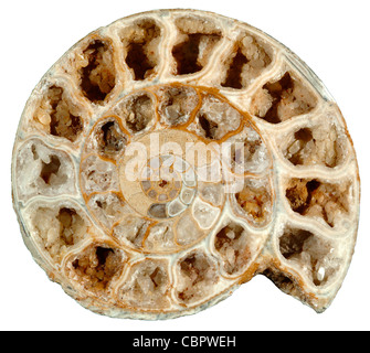 Ammonita fossili di sezione trasversale w/Calcite xls, Parkinsonia dorsetenisis, Oolite inferiore, medio Jurassic, Inghilterra Foto Stock