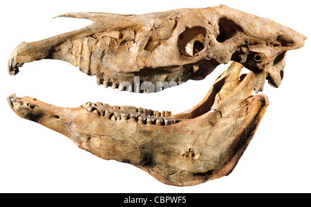 Plesippus shoshoensis, Cavallo fossili cranio, Pliocene, Hagerman Lago, Idaho Foto Stock