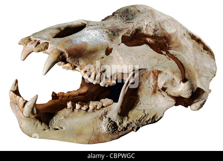 Orso delle Caverne, Ursus spelaeus, Europa Pleistocene superiore (circa 18 cm di lunghezza) Foto Stock