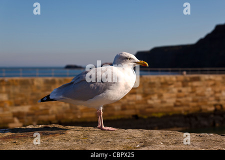 Aringa gabbiano sulla parete del porto a Whitby Foto Stock