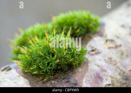 Crisped Puntaspilli moss Ulota crispa, crescendo su Birch di corteccia di albero. Foto Stock