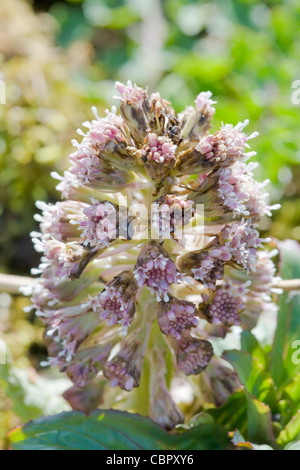 Butterbur Petasites hybridus fiore. Foto Stock