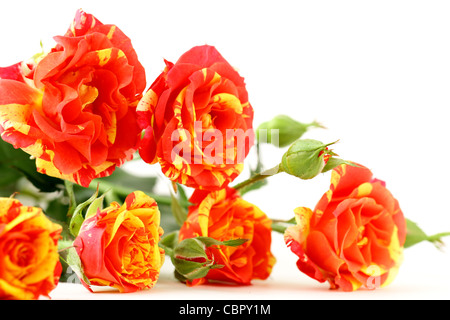 Bouquet di rose multicolori, spruzzi di piccole dimensioni Foto Stock