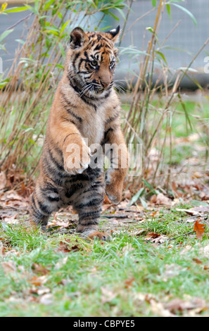 Quattro-mese-vecchio maschio tigre di Sumatra cub giocando Foto Stock