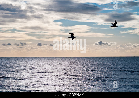 Gabbiani battenti in mare orizzonte con cielo molto nuvoloso in background su una soleggiata giornata invernale Foto Stock