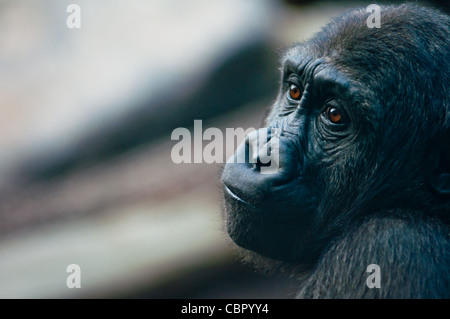 Western pianura gorilla cercando piuttosto di malinconia. Foto Stock