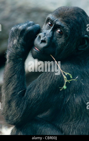 Giovani pianura occidentale Gorilla di masticare le foglie fuori un ramo. Foto Stock