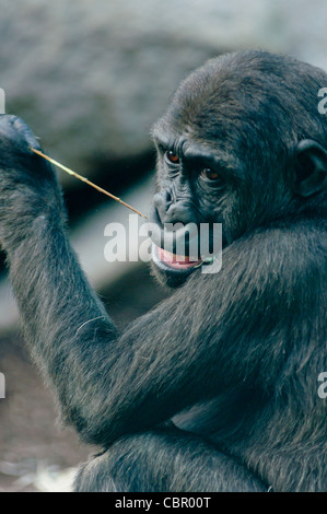 Giovani pianura occidentale Gorilla di masticare le foglie fuori un ramo. Foto Stock