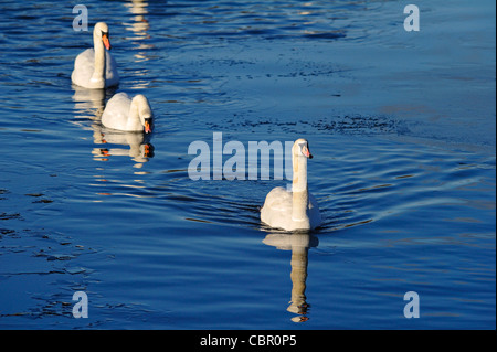 Tre adulti cigni nuoto sulle sponde di un lago. Foto Stock