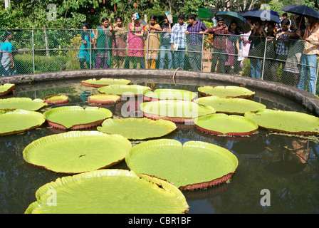 Molti studenti Guardando bella gigante giglio d'acqua ( Victoria amazonica ) Foto Stock