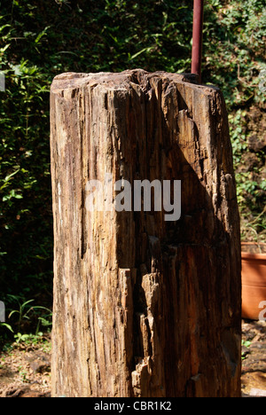 Fossile ad albero Close Up Shot Foto Stock