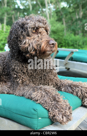 Marrone cioccolato labradoodle siede sulla sedia all'aperto. Foto Stock