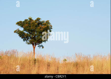 Indian albero su di una collina tra erba secca nella campagna indiana. Andhra Pradesh, India Foto Stock