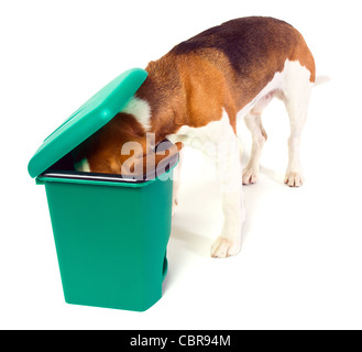 Il cane controlla un verde immondizia può Foto Stock